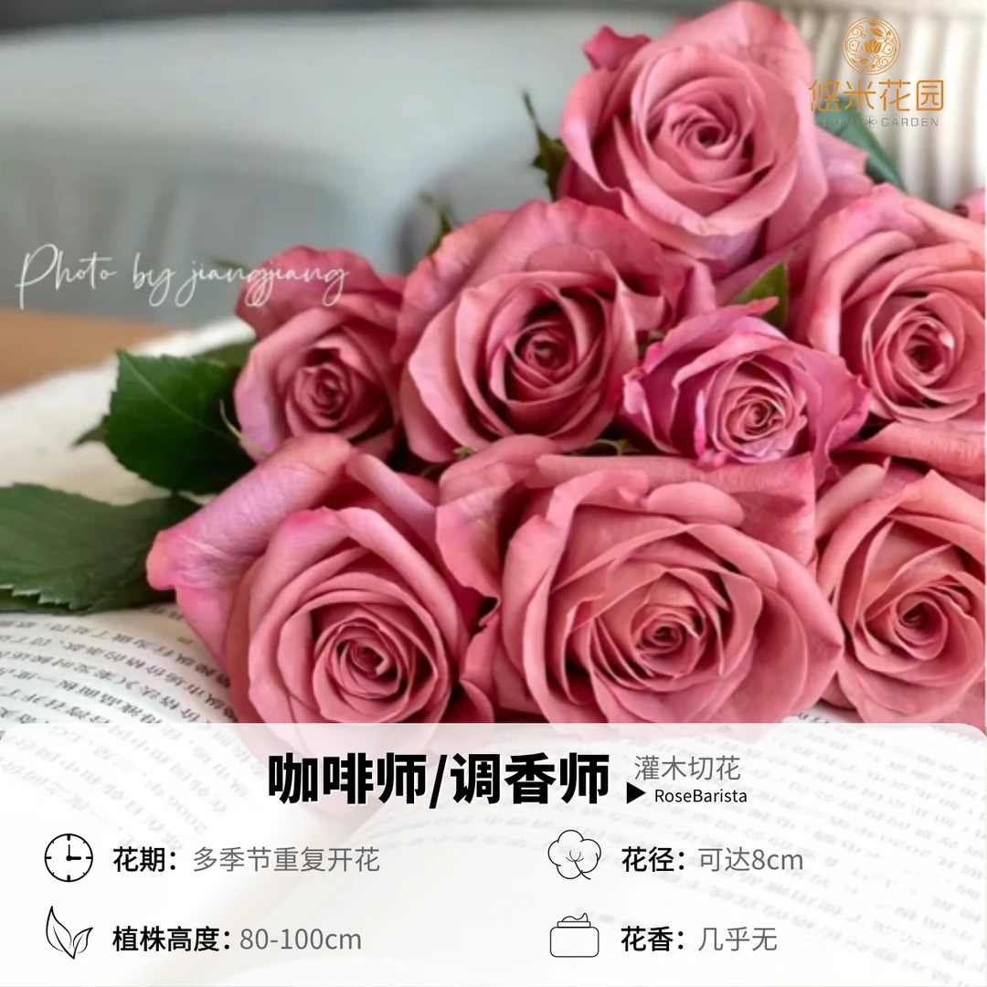 悠米花园【咖啡师】2加仑根接 【调香师】灰粉色切花月季新品复古色