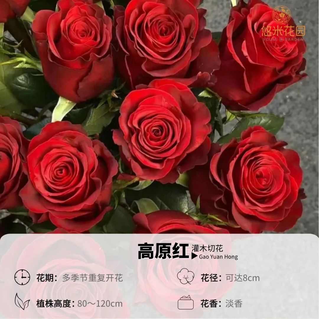 悠米花园【高原红】2加仑根接 正红色切花月季 株型好控 丰花