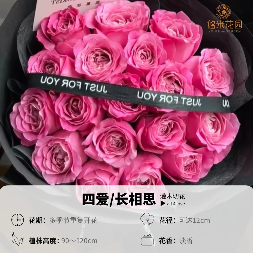悠米花园【长相思】【四爱】1加仑根接 大花切花月季盆栽奥斯汀花型