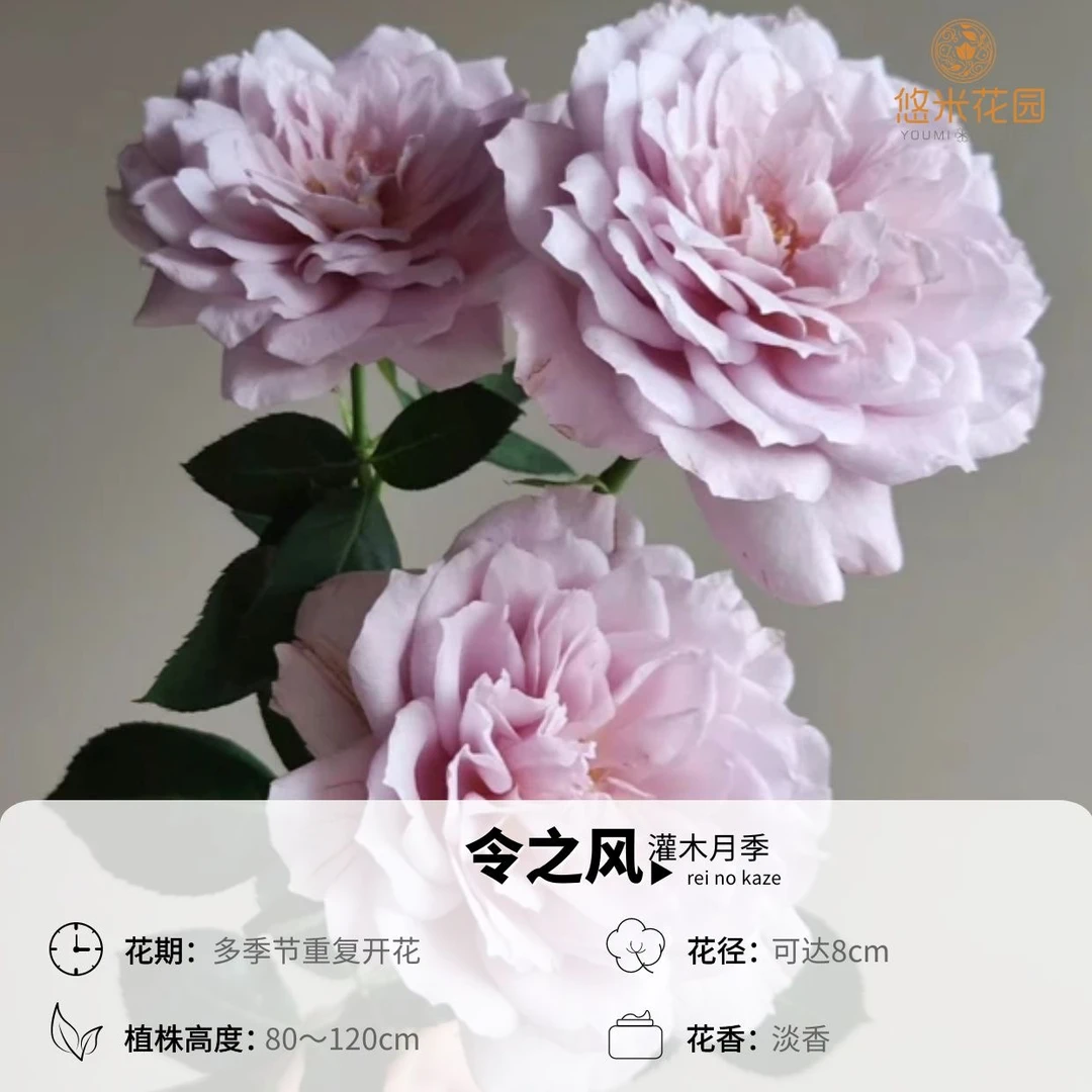 悠米花园【令和风】1加仑根接 灰紫色月季淡香少刺