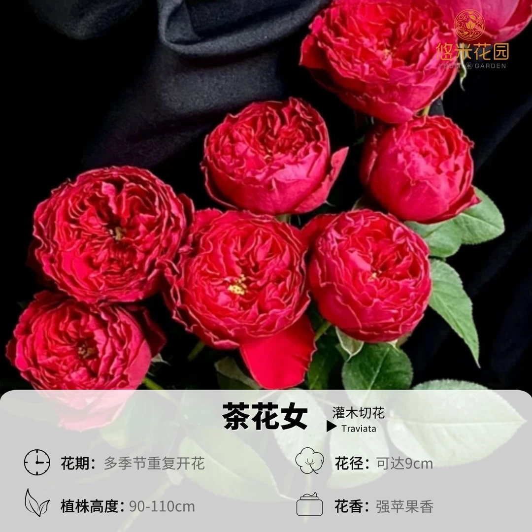 悠米花园【茶花女】1加仑扦插根接 月季大花浓香绿植庭院盆栽花卉