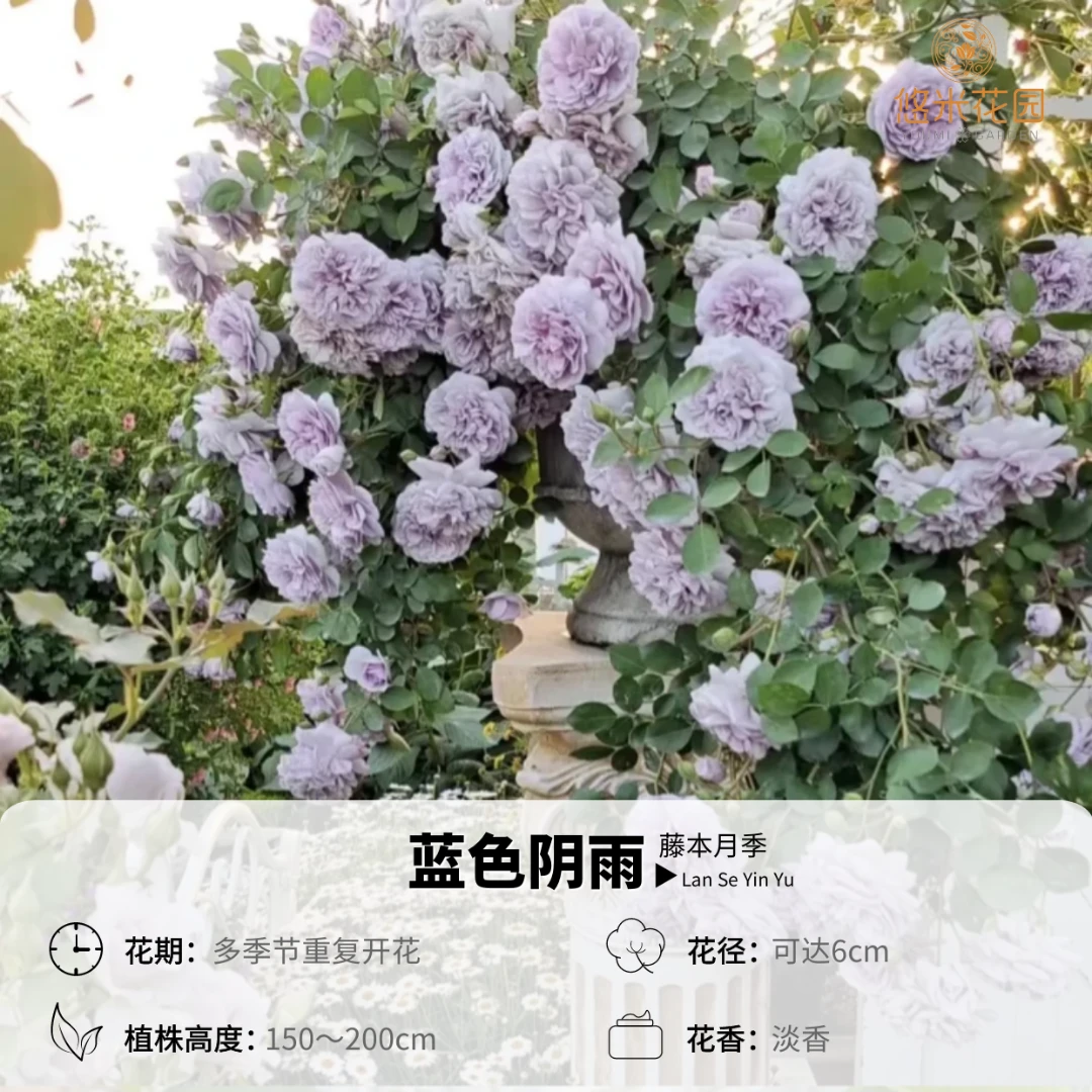悠米花园【蓝色阴雨】1加仑扦插月季大花量丰花抗病强阳台绿植种植