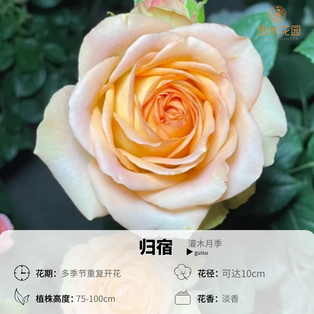 悠米花园【归宿】1加2加仑根接 奶橘色月季大花切花花朵不易褪色