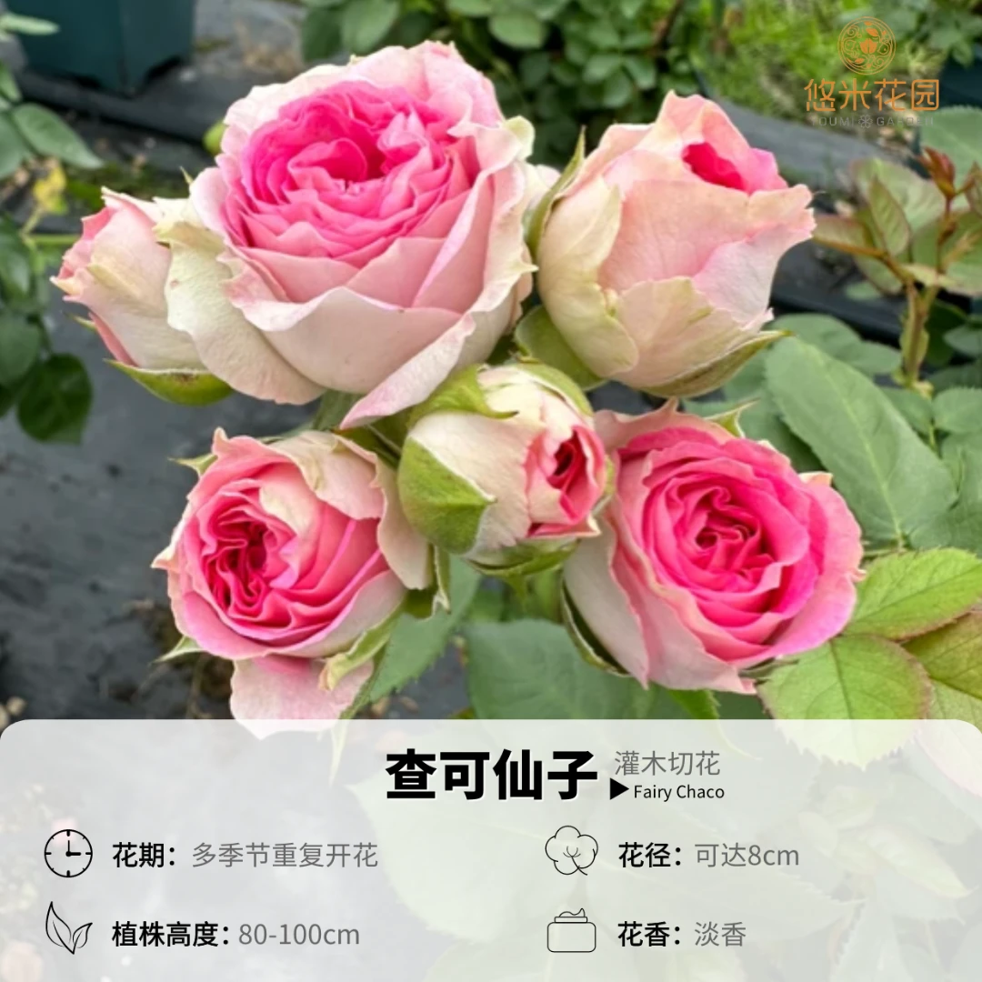 悠米花园【查可仙子】2加5加仑根接 月季花苗绿植花卉玫瑰庭院盆栽