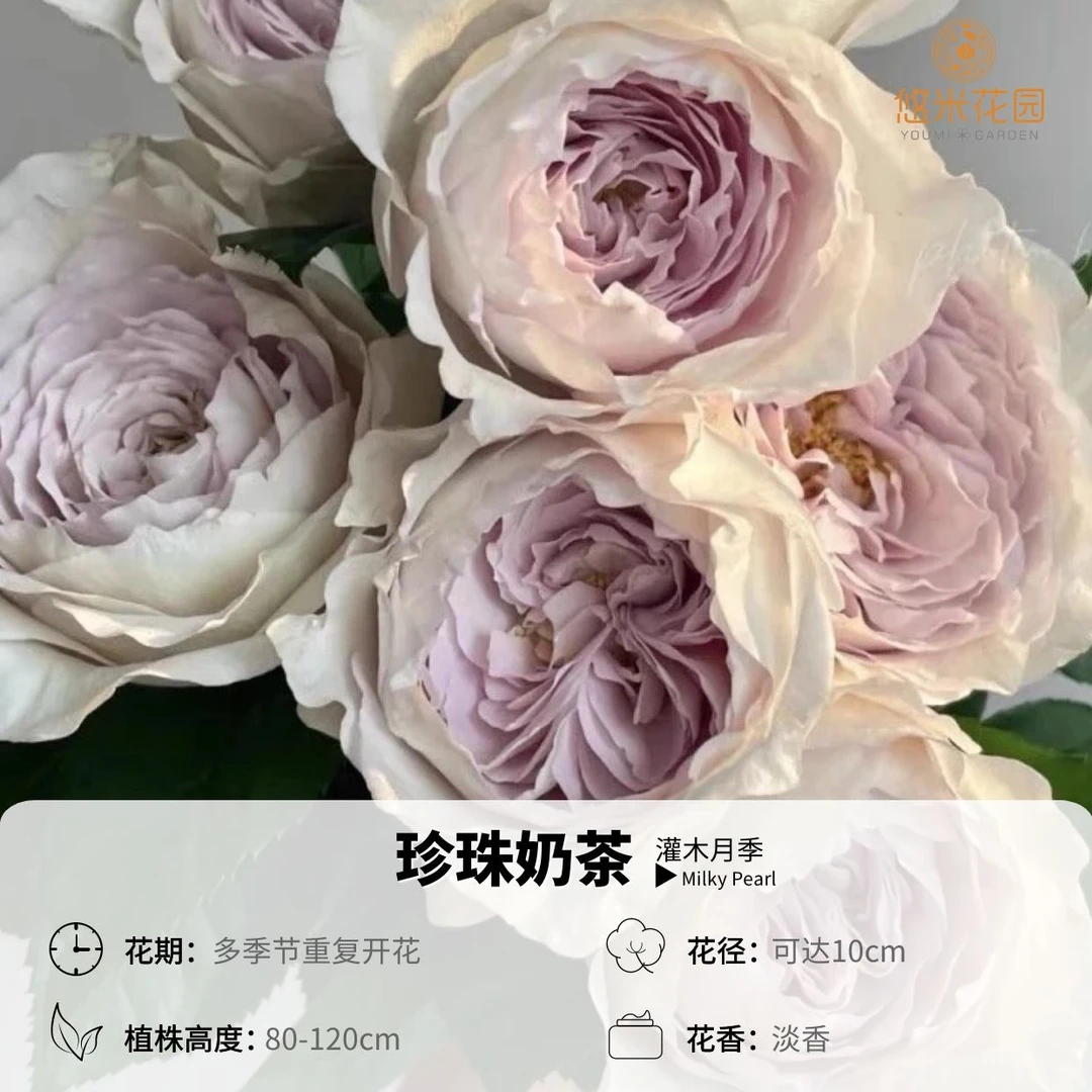 悠米花园【银河珍珠】【珍珠牛乳】1加仑根接 月季庭院卧室盆栽花卉