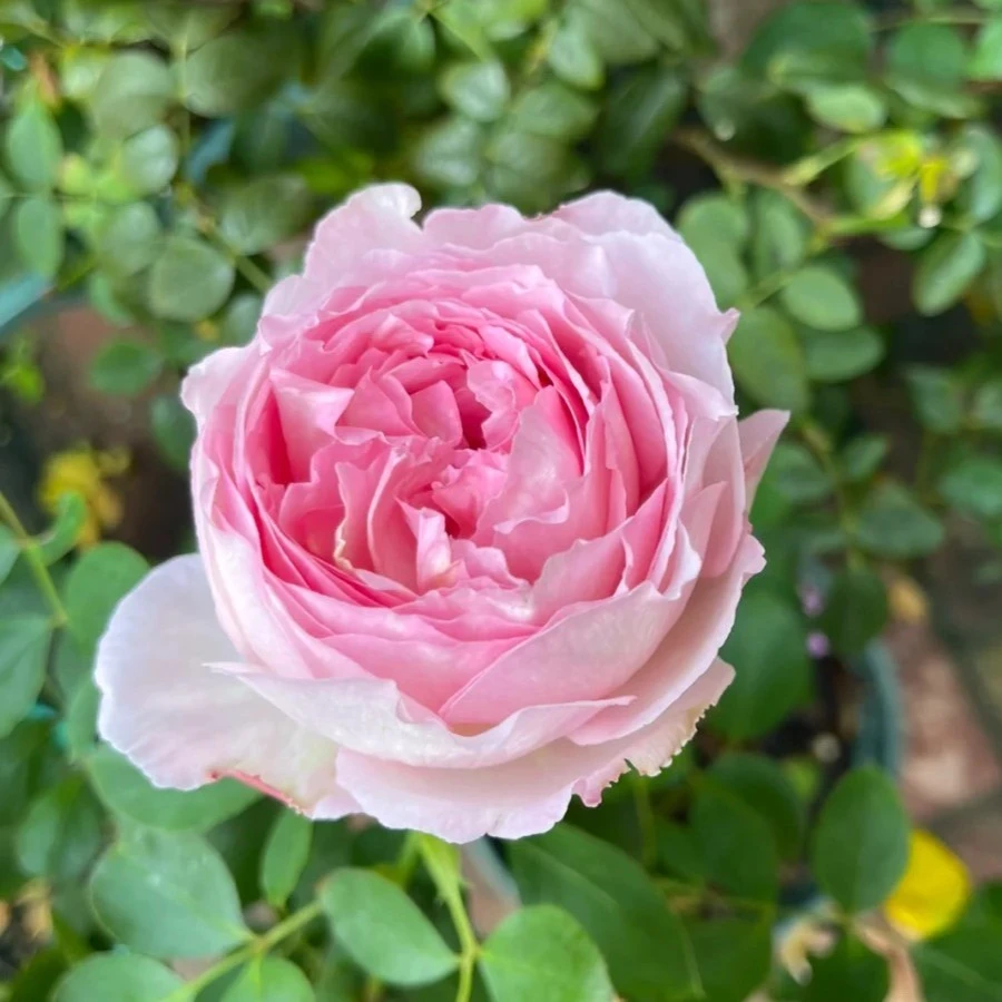 悠米花园【伊芙魂之香水】1加仑根接 月季花苗大花浓香灌木多季开花