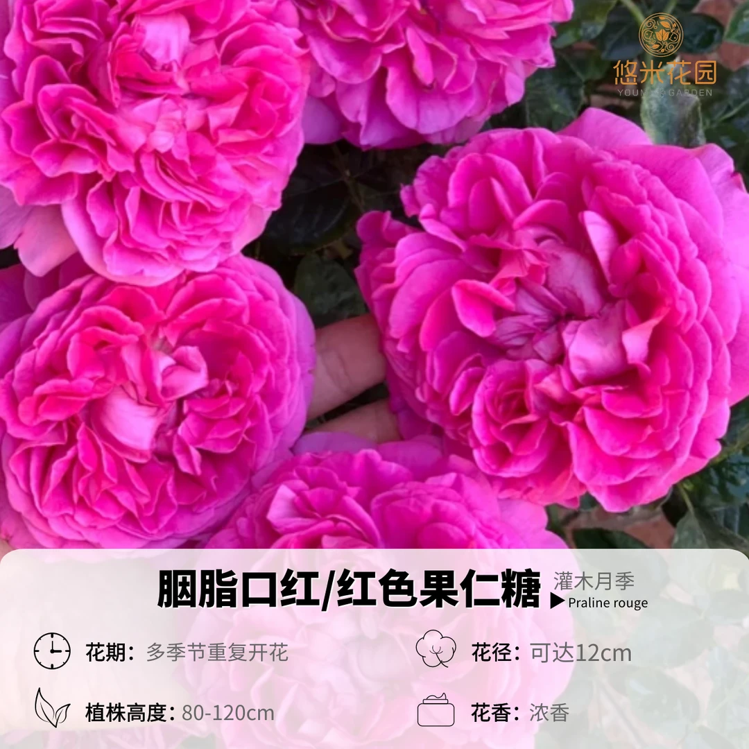 悠米花园【胭脂口红】1加仑2加仑根接 月季盆栽花卉阳台庭院植物苗