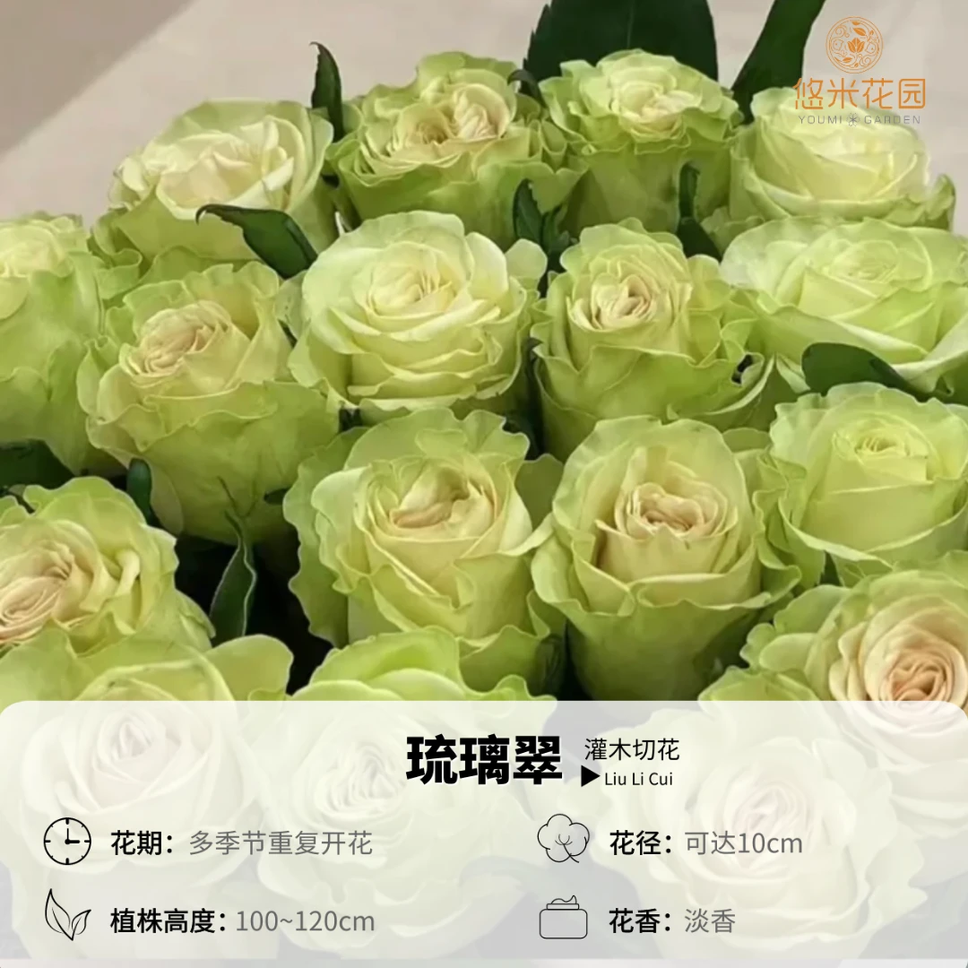 悠米花园【琉璃翠】1加仑扦插 月季大花浓香高杯型盆栽花卉多季开花
