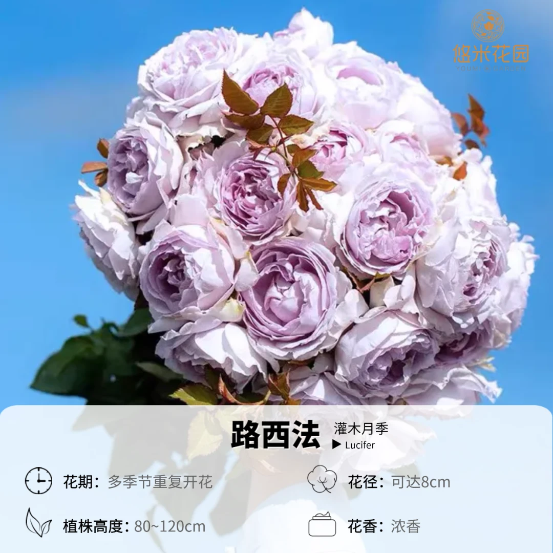 悠米花园【路西法大天使】1加仑2加仑根接 浓香月季天使系列蓝紫色