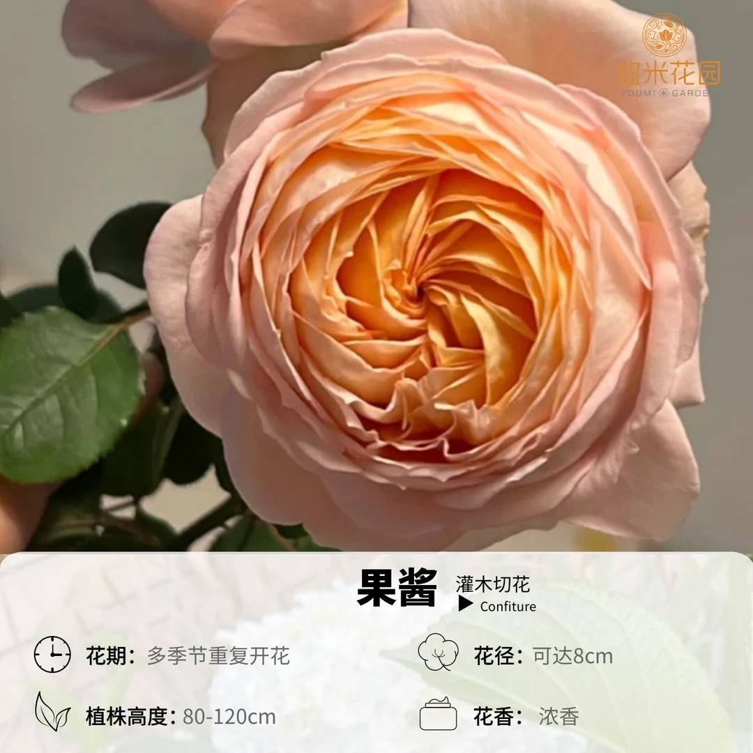 悠米花园【果酱】1加仑根接 月季庭院绿植卧室阳台盆栽花卉植物好养