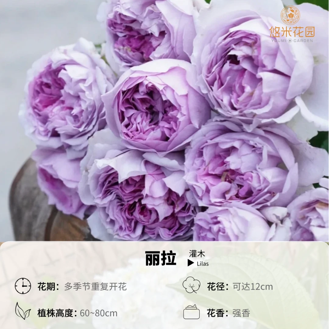 悠米花园【丽拉】1加仑根接 月季紫色重瓣开花多头混香味抗病性强