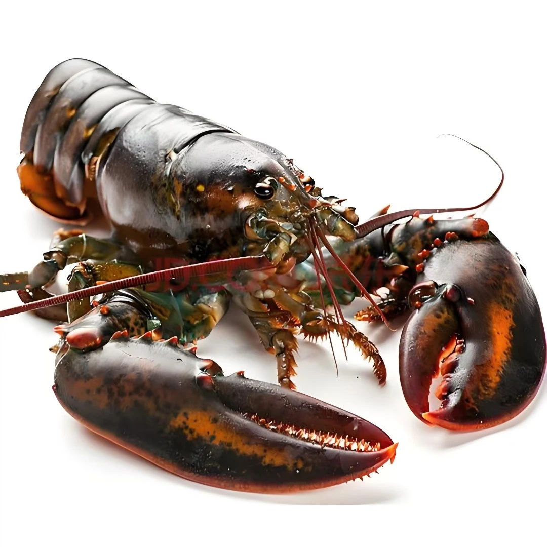 鲜活波龙一只 500g 现称打氧发出