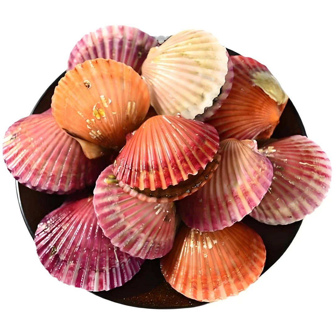 鲜活美味小红贝现场称重