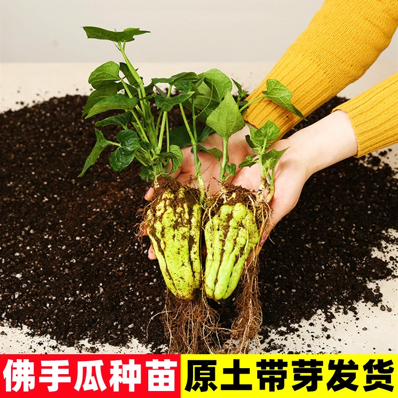佛手瓜种瓜种苗种子种籽带芽新鲜福寿瓜苗四季盆栽蔬菜苗孑龙须菜