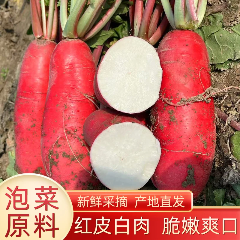 红萝卜泡菜上品新鲜萝卜红皮萝卜产地直销批发现挖带泥农家