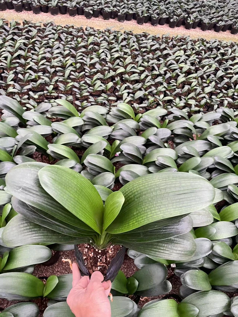 君子兰花君子兰盆栽君子兰苗四季常青植物