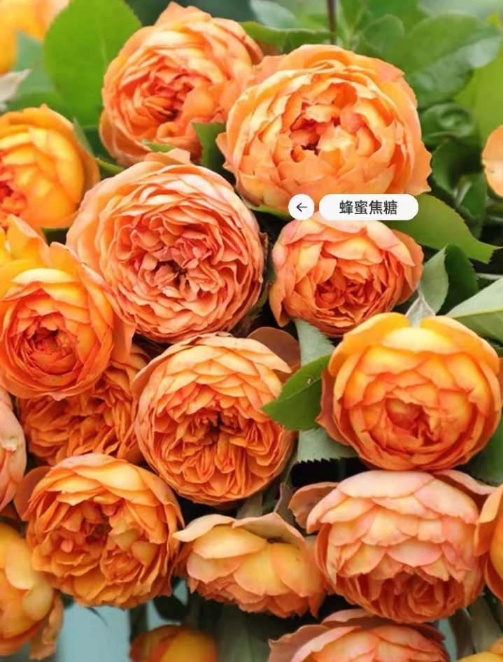 爬藤蔷薇花四季开花耐寒耐热