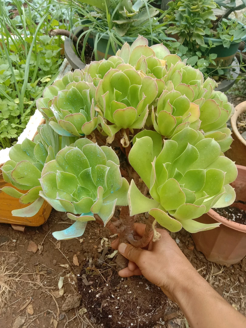 多肉植物老桩法师绿羊绒美杜莎锦赤霞飞室内花卉4年老桩