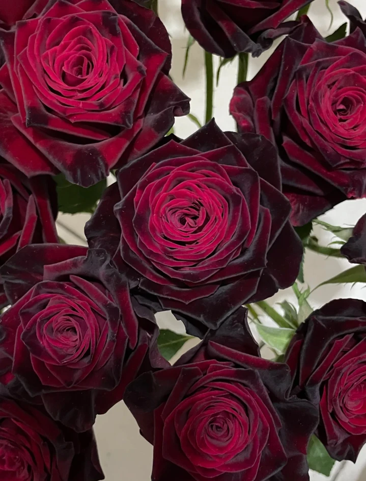 斗南玫瑰月季特大号小苗基地直发四季开花