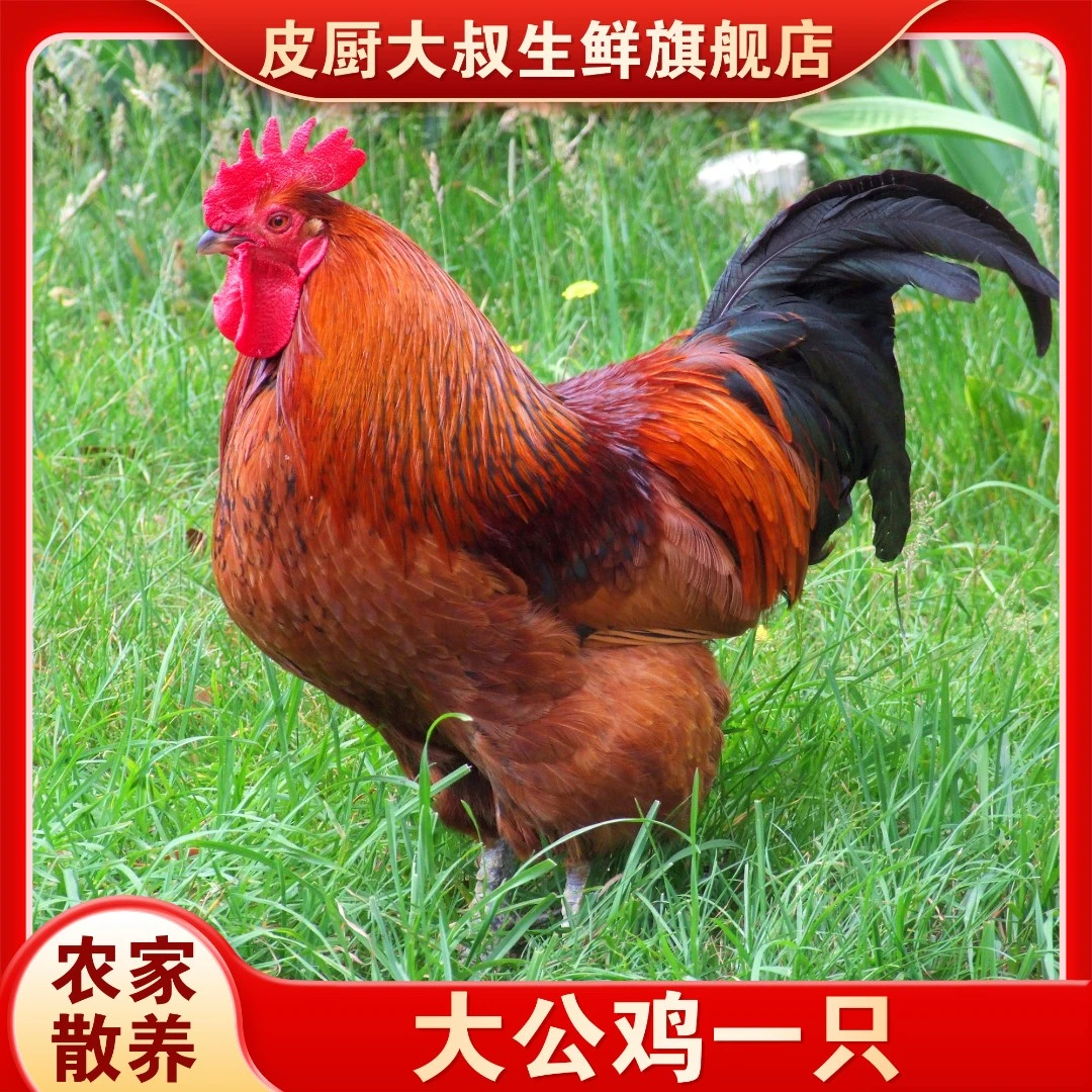皮厨大叔苏北农家散养大公鸡正宗养殖正宗散养鸡养殖