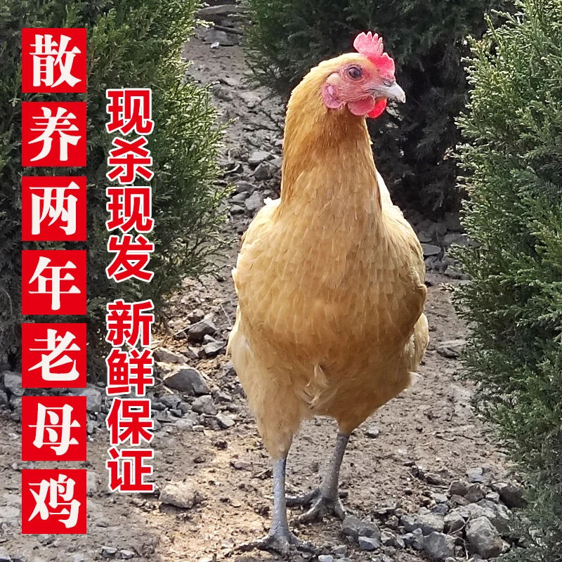 皮厨大叔苏北农家2年老母鸡土鸡散养草鸡笨鸡新鲜现杀肉质保鲜