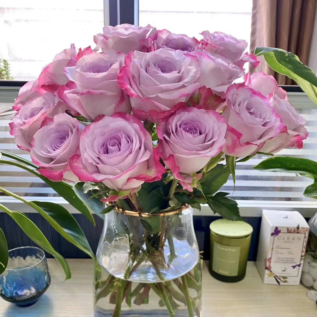 气场    超新品切花月季复古灰紫调月季花苗绿植花卉地栽盆高脚杯
