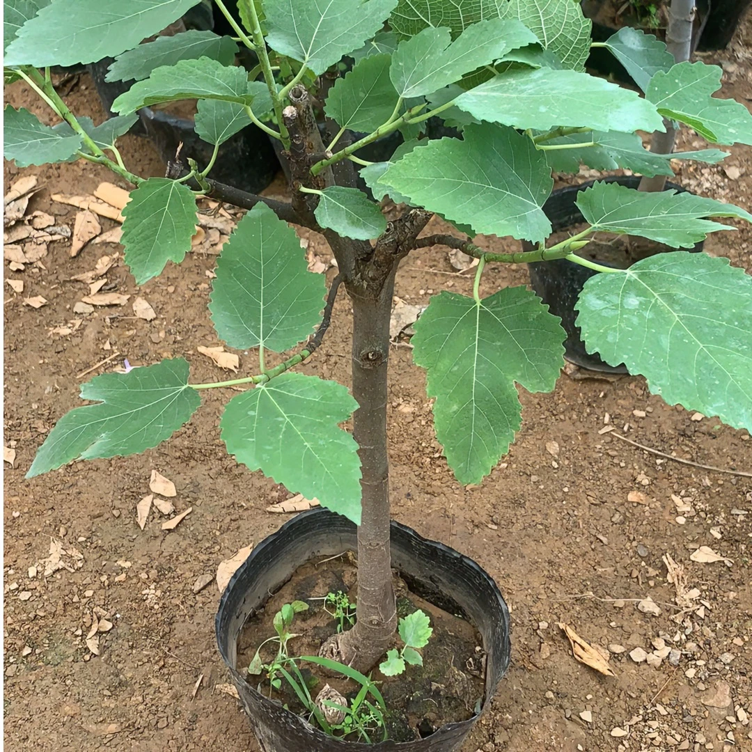 花园植物【无】阳台庭院【花】南方北方【果】盆栽地栽