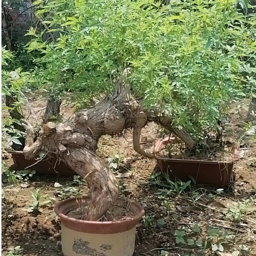 盆景素材，一物一拍，基地直发