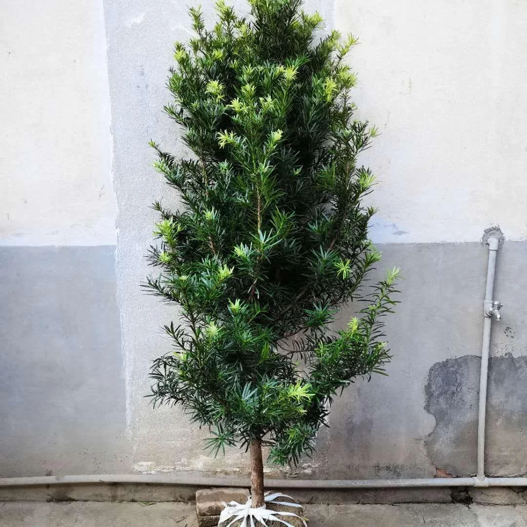 罗汉松树苗大树雀舌盆景大型庭院楼顶树观叶四季常青趣味造型大树