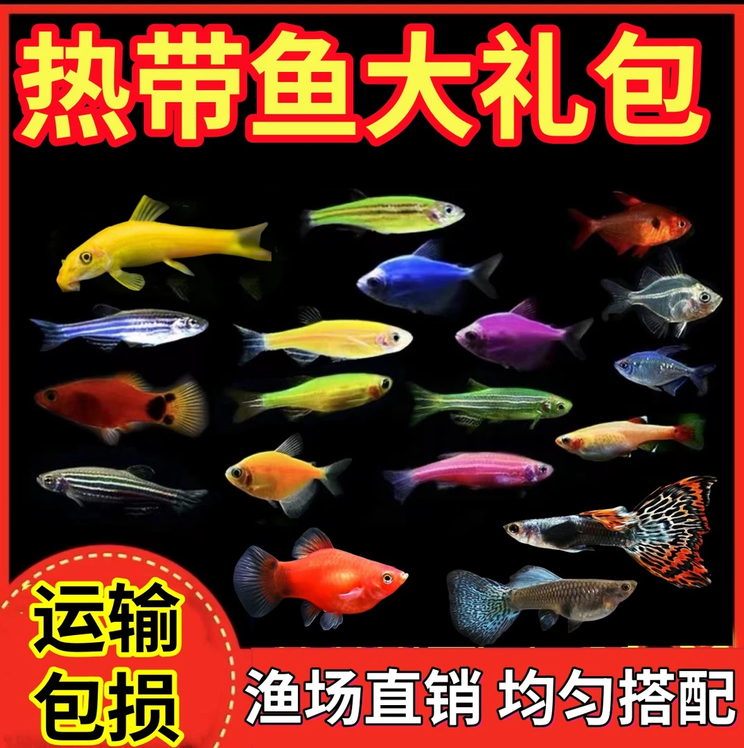 【斑马+米奇+杂袍+清洁鱼】糖果斑马鱼热带鱼观赏鱼群游鱼淡水鱼