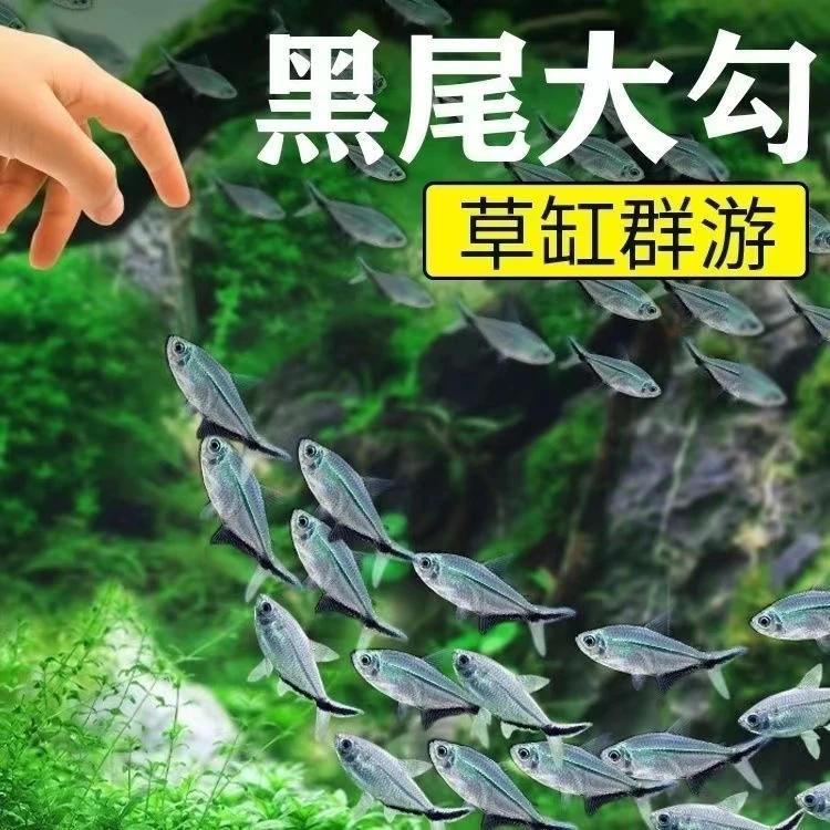 【4-5CM黑尾大勾】观赏鱼群游小型活体热带混养群游小鱼混养群游
