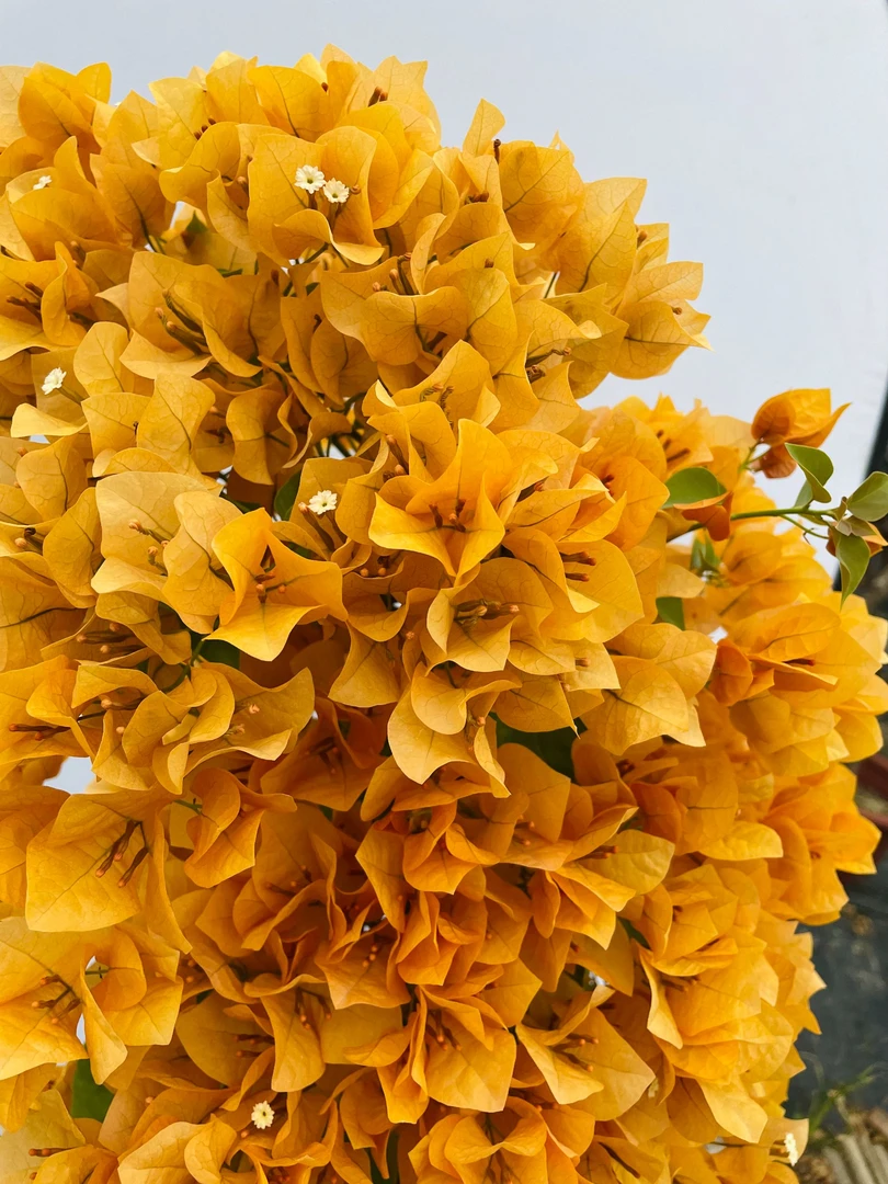 【金柠檬】三角梅花柱金黄色阳台露台庭院开花爬藤植物