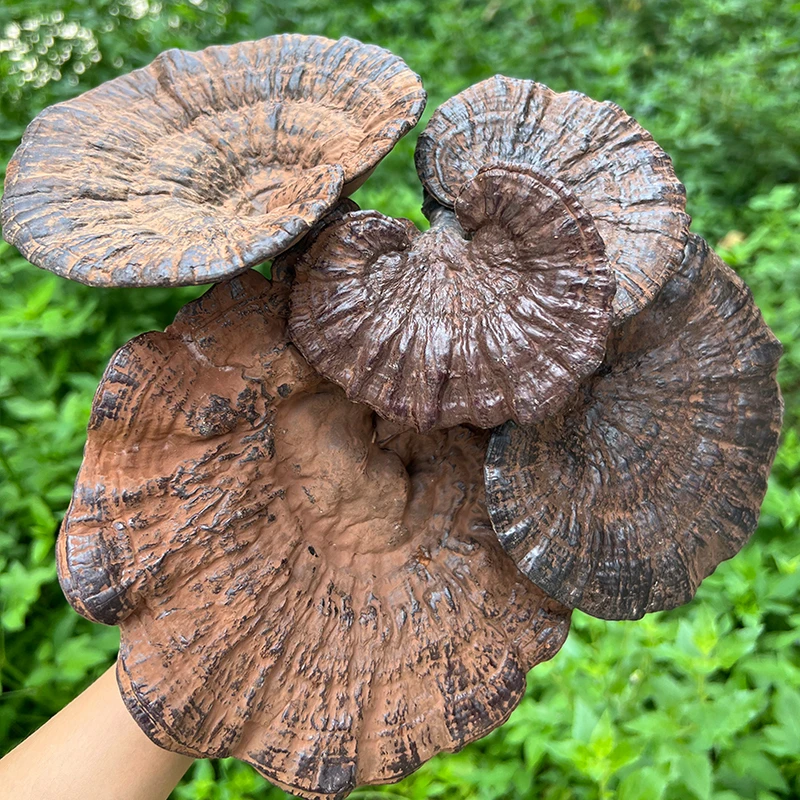 广西深山新鲜铁蘑菇菌