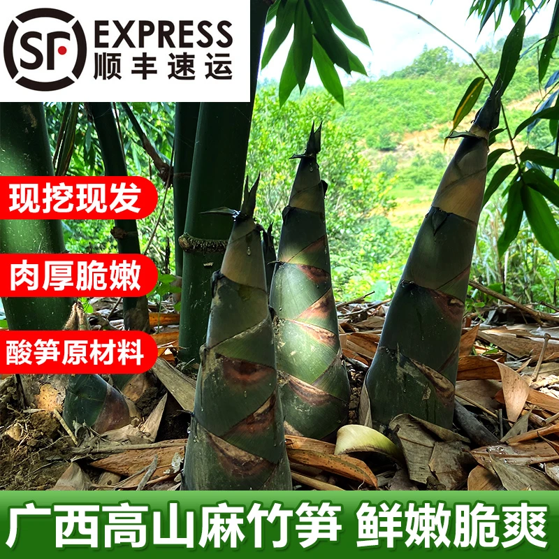 【顺丰包邮】广西高山大竹笋生鲜麻竹笋当季蔬菜（带壳发货）
