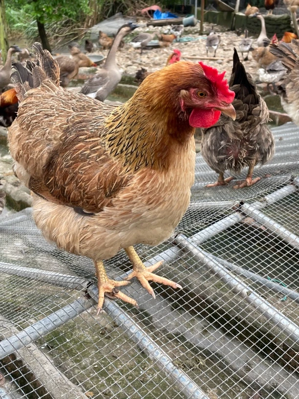 清远走地鸡 养足280天 可以做白切鸡 月子鸡 现挑现杀顺丰冷链