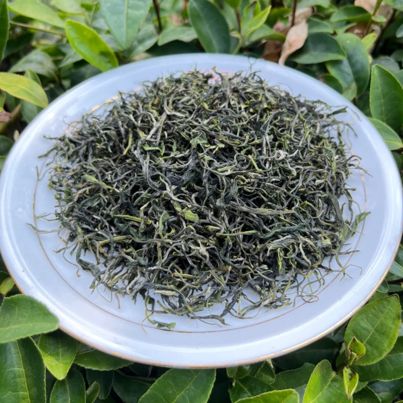 秋采白露信阳老旱茶2024新茶叶散装炒青绿茶浓香型毛尖茶250g