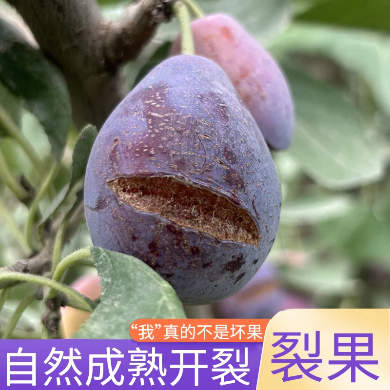 【裂果】新疆特产西梅新鲜水果正宗天然西梅水果酸甜多汁鲜嫩饱满