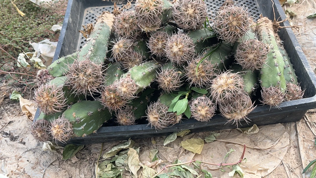 天平丸袖蒲苗接密刺天平仙人球