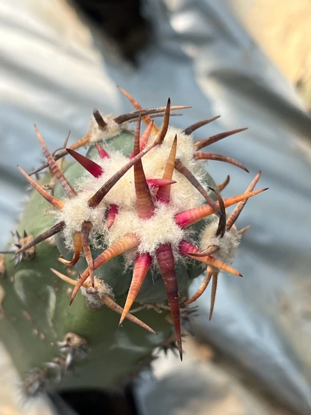 花王丸袖蒲苗接仙人球