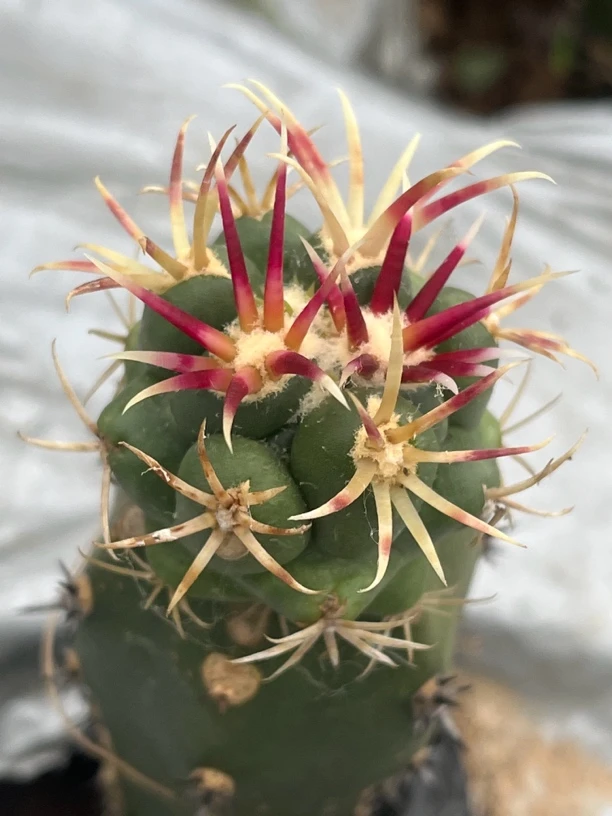 大红鹰袖蒲苗接仙人球