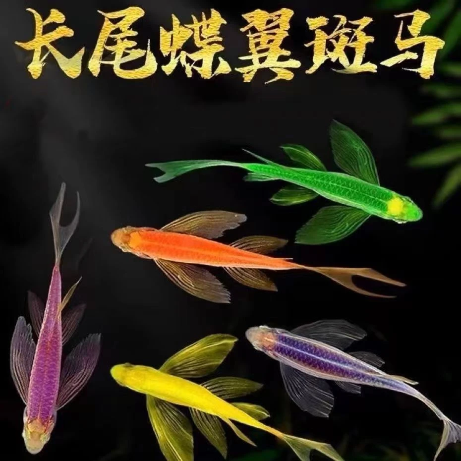 长尾蝶翼斑马鱼七彩长鳍龙凤翡翠仙子大号古法新手观赏草缸群游