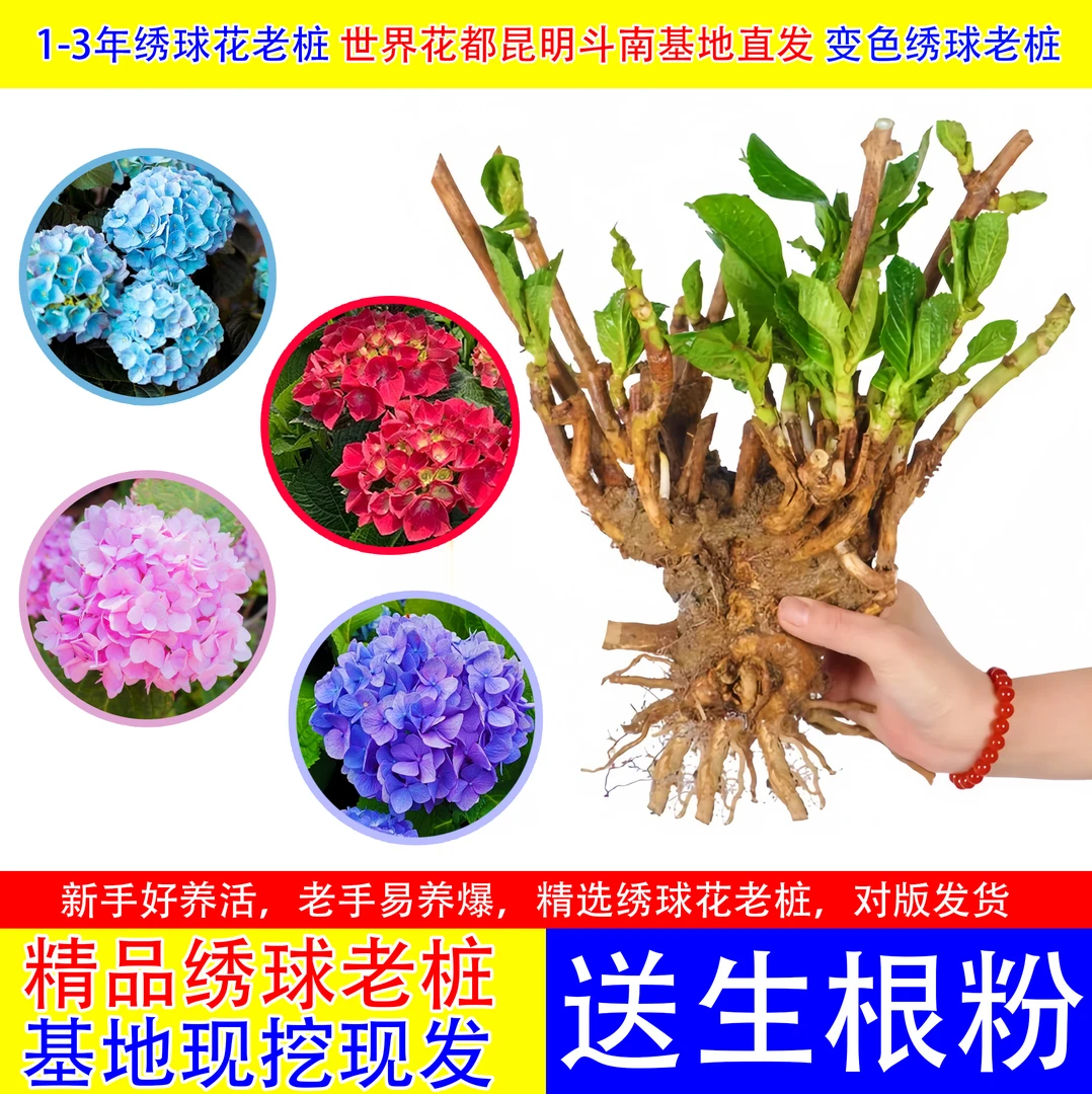 【新人福利】9.9到手5棵精品绣球花老桩开花量大易成活养护种植花期