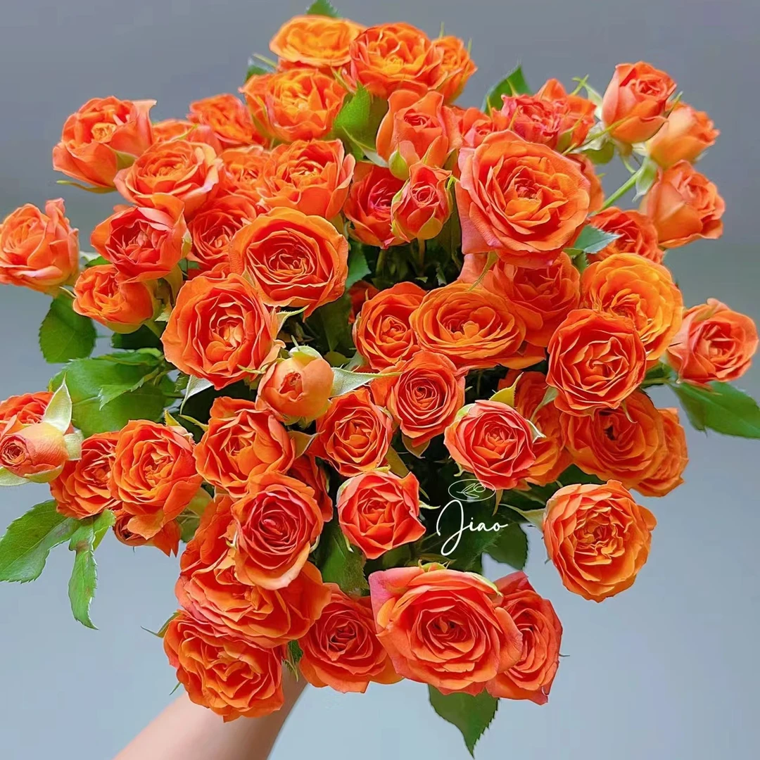 【花小昊鲜花】橙色芭比多头玫瑰  1单冷链包邮  鲜花直播批发