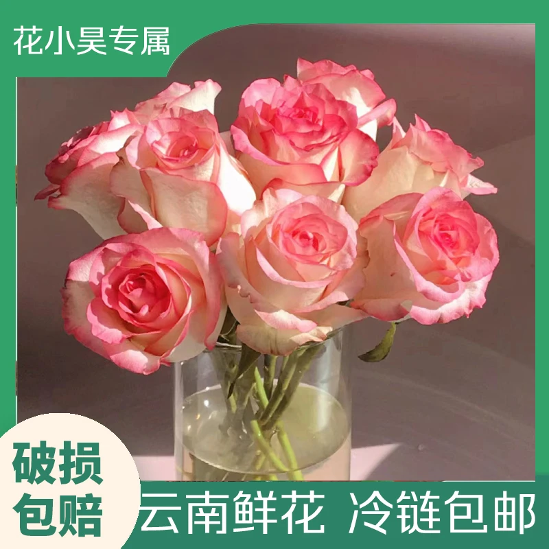 【花小昊鲜花】云南鲜花艾莎公主洛神玫瑰1单包邮