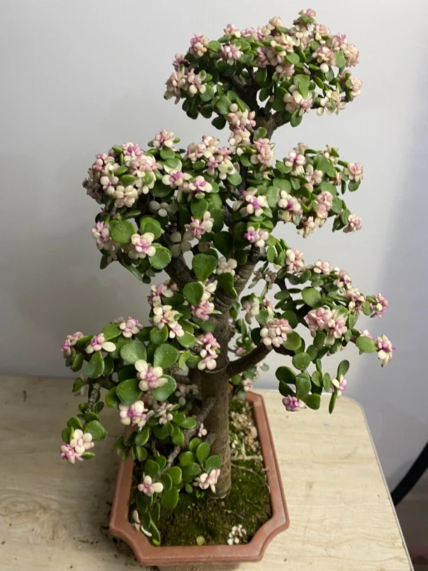 金枝玉叶盆栽盆景多肉大老桩花卉绿植莲开花发货观叶种植造型