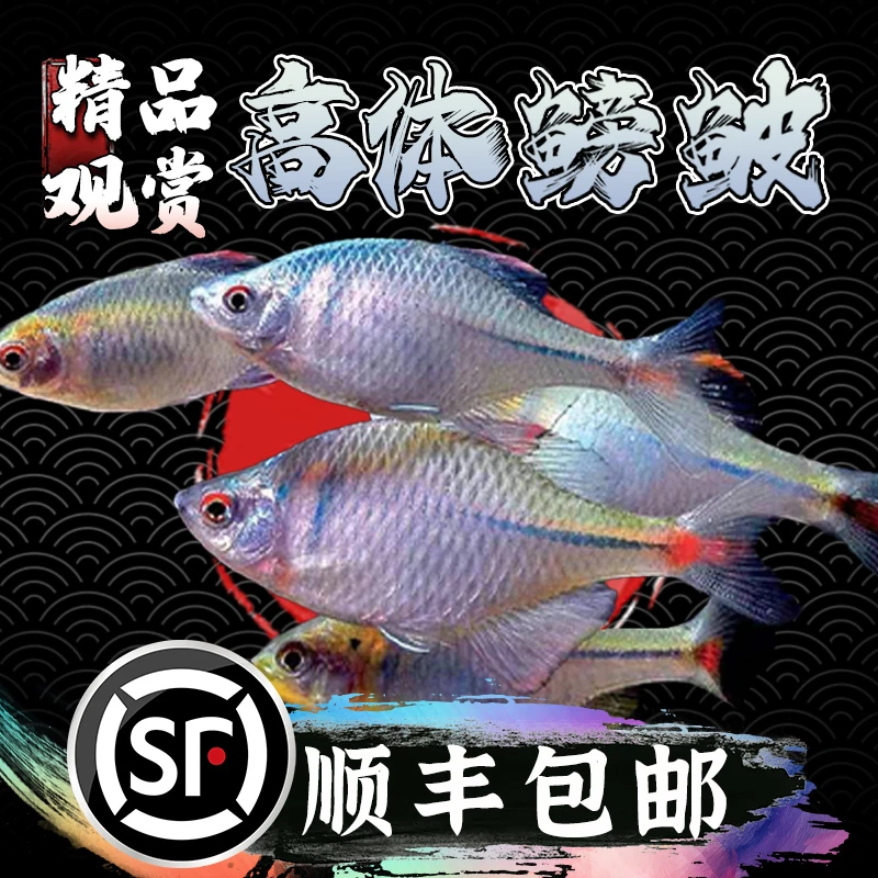 高体鳑鲏鱼冷水观赏鱼草缸群游鱼不加温淡水鱼鳑鲏观赏鱼红色精品