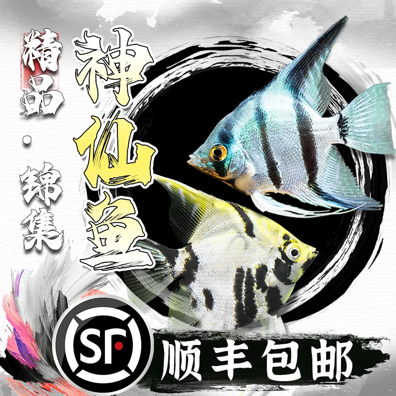 神仙鱼热带鱼观赏鱼活鱼大型燕鱼小型淡水好养秘鲁埃及七彩神仙