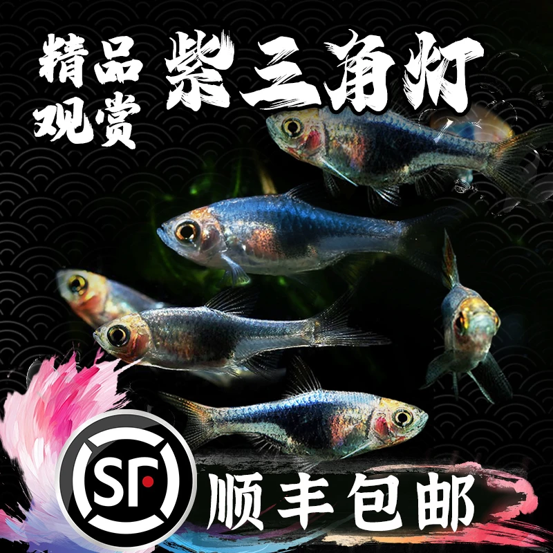 三角灯紫三角灯科鱼小型热带草缸活体观赏鱼中小型鱼群游灯科鱼