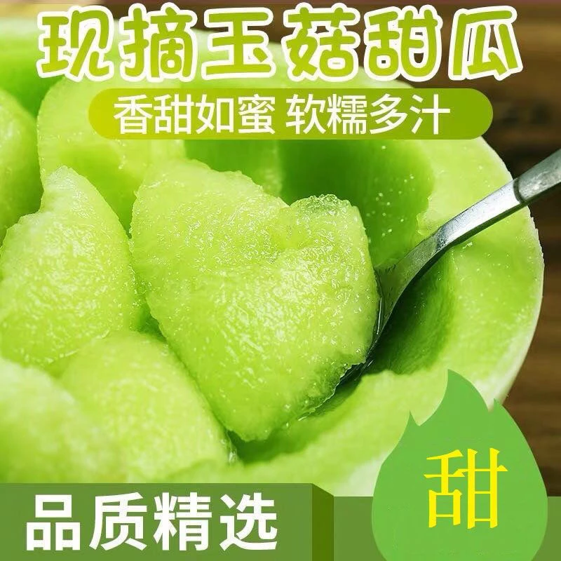 民勤沙漠蜜瓜爆甜多汁当天采摘头茬蜜瓜老人孕妇水果