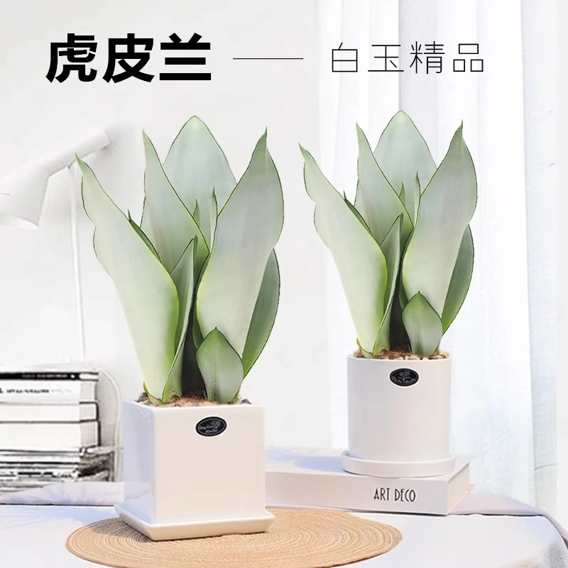 白玉虎皮兰盆栽室内净化空气植物办公室工位四季常青耐旱好养植物